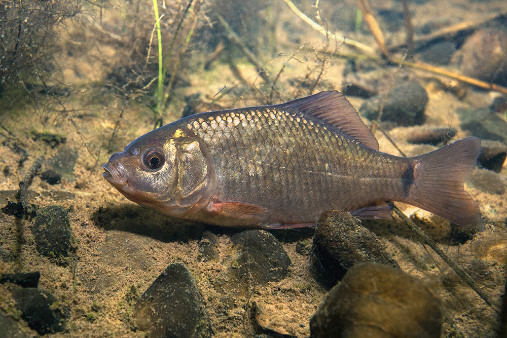 Karas obecný – zakrslá forma. Malí jedinci karase obecného mají typickou skvrnu u kořene ocasu. Foto: Rostislav Štefánek Karas obecný – zakrslá forma. Malí jedinci karase obecného mají typickou skvrnu u kořene ocasu. Foto: Rostislav Štefánek