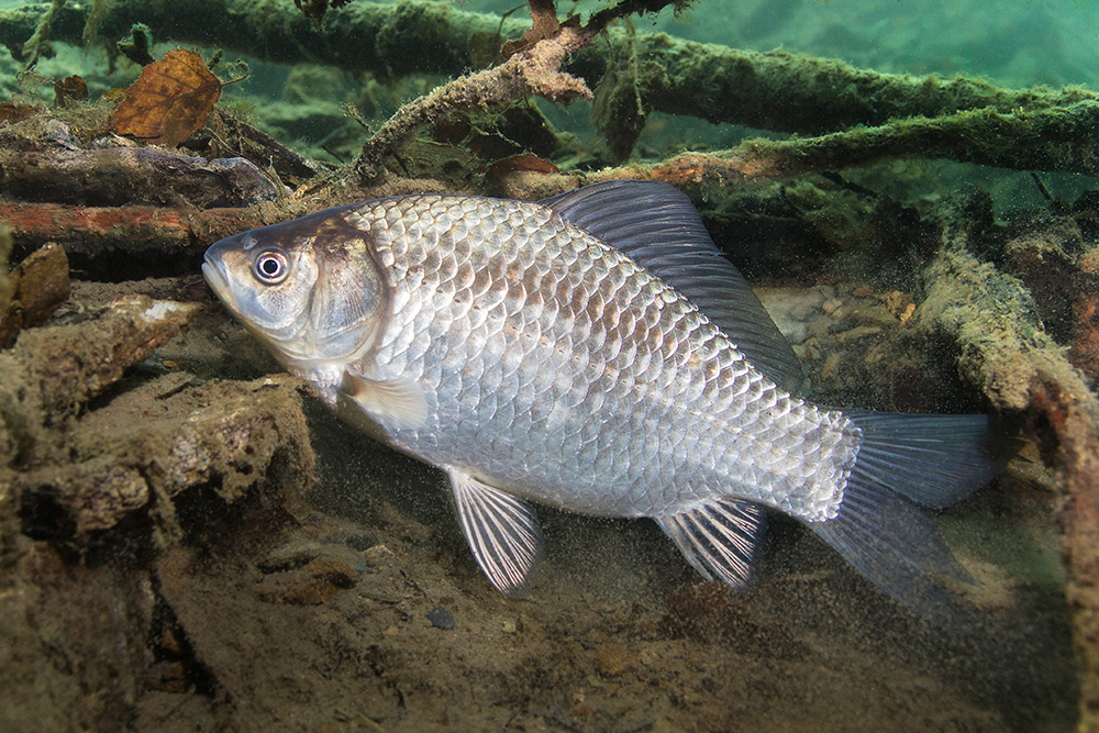 Nepůvodní druh karas stříbřitý. Od karase obecného jej odlišuje zejména rovná či vykrojená hřbetní ploutev. Foto: Rostislav Štefánek. Nepůvodní druh karas stříbřitý. Od karase obecného jej odlišuje zejména rovná či vykrojená hřbetní ploutev. Foto: Rostislav Štefánek.