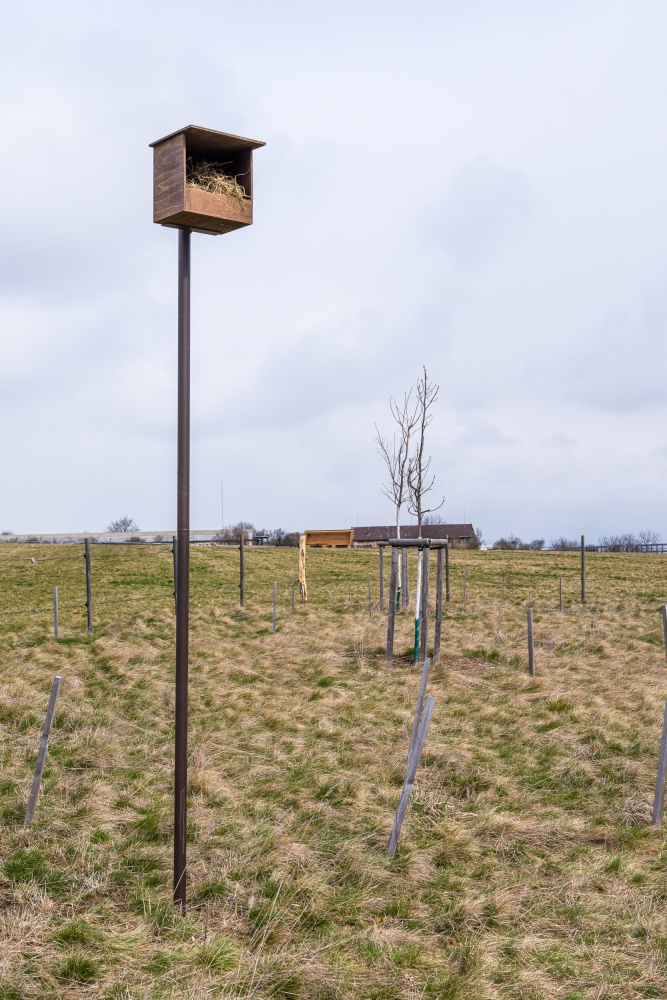 Poštolník na tyči v jednom z remízků uvnitř ohrady. Foto: Petr Hamerník, Zoo Praha
