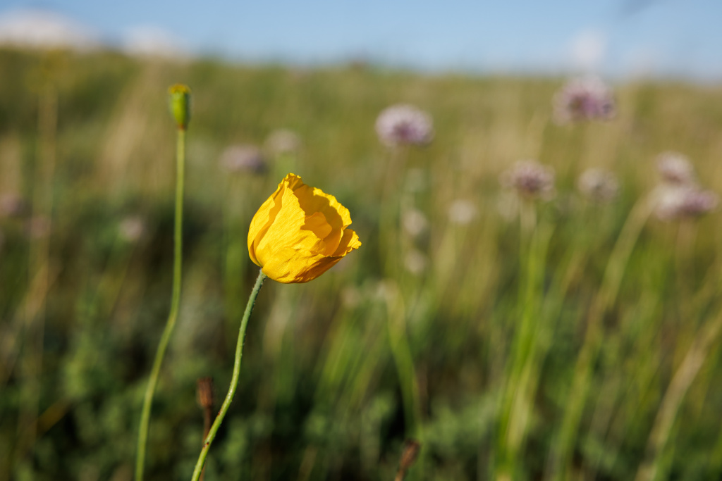 Even in August, the Valley of Monasteries is in full bloom. The photo shows yellow-flowering Iceland poppy (Oreomecon nudicaulis). Photo: Miroslav Bobek