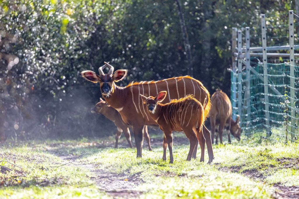 Mount Kenya Wildlife Conservancy zřídila obory, ve kterých si bongové odchovaní v lidské péči přivykají na život v divočině. Foto: Miroslav Bobek, Zoo Praha