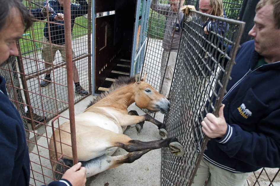 Nakládka klisen se podařila rychleji než loni. Foto: Tomáš Adamec, Zoo Praha