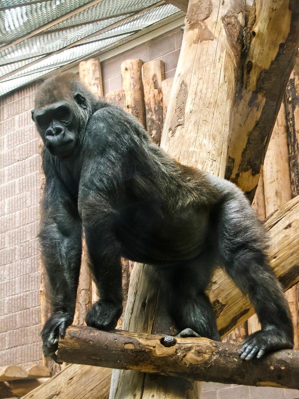 GORILA BIKIRA_foto archiv Belfast Zoo