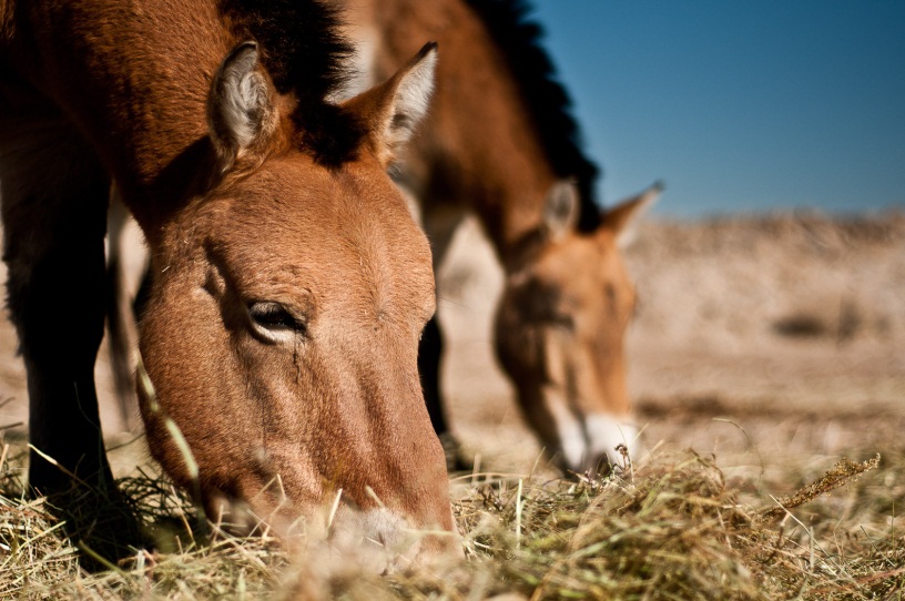 Foto (c) Petr Juračka