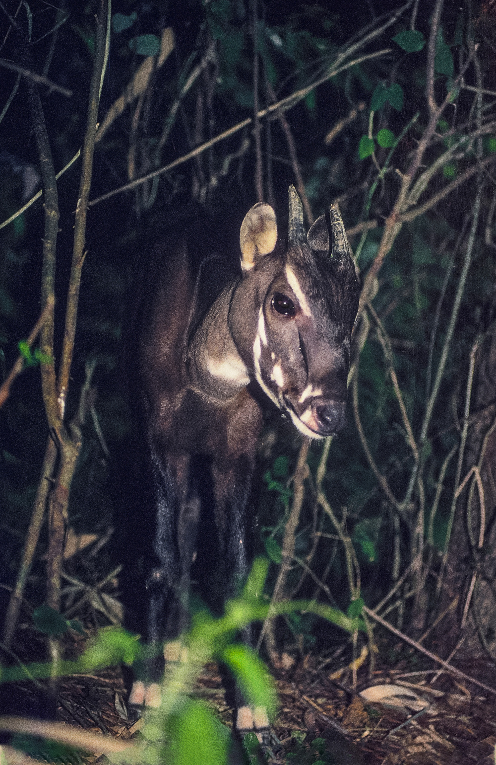 Zoo Praha se již řadu let řadí k podporovatelům pátrání po enigmatickém pralesním kopytníkovi saole (Pseudoryx nghetinhensis). Součástí projektu je i výzkum a ochrana mnoha dalších živočišných druhů žijících v lesích Annamského pohoří na hranicích Vietnamu a Laosu. oto: archiv Saola Working Group