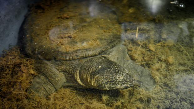 Kožnatka chrupavčitá, foto: Petr Hamerník, Zoo Praha