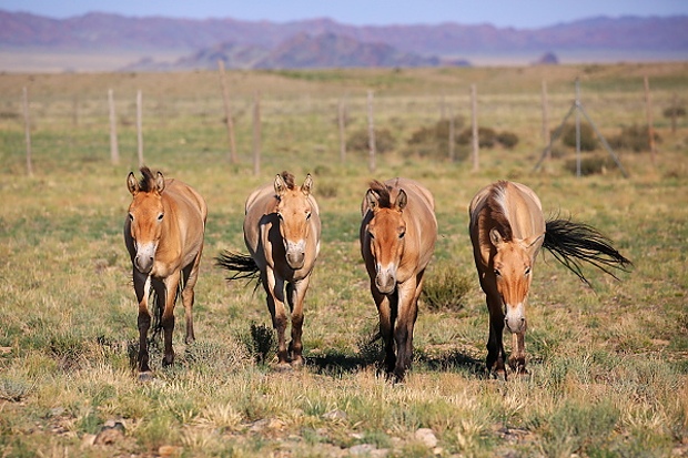 Klisny následující den v aklimatizační ohradě. 