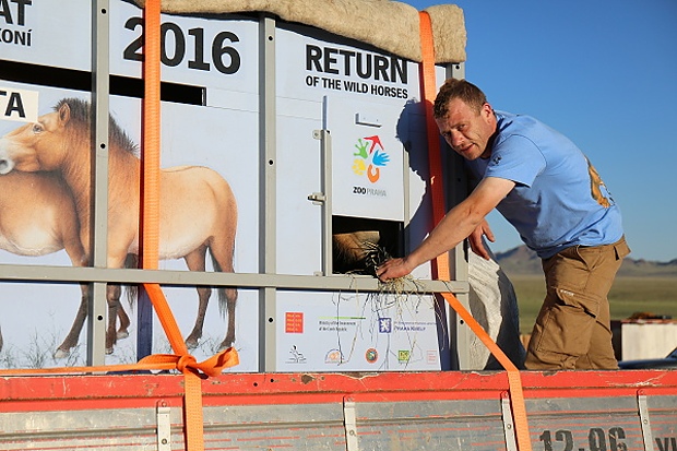 Reweta už je na nákladním autě a Jan Marek jí dává trochu sena. 