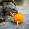 Pro velké želvy jsou samotné dýně potravou. Foto Petr Hamerník, Zoo Praha
