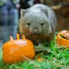 Vombati dostanou dýně v neděli 26. října. Foto Petr Hamerník, Zoo Praha