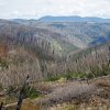 7.	Národní park Kosciuszko dva roky po požárech…, Foto Miroslav Bobek