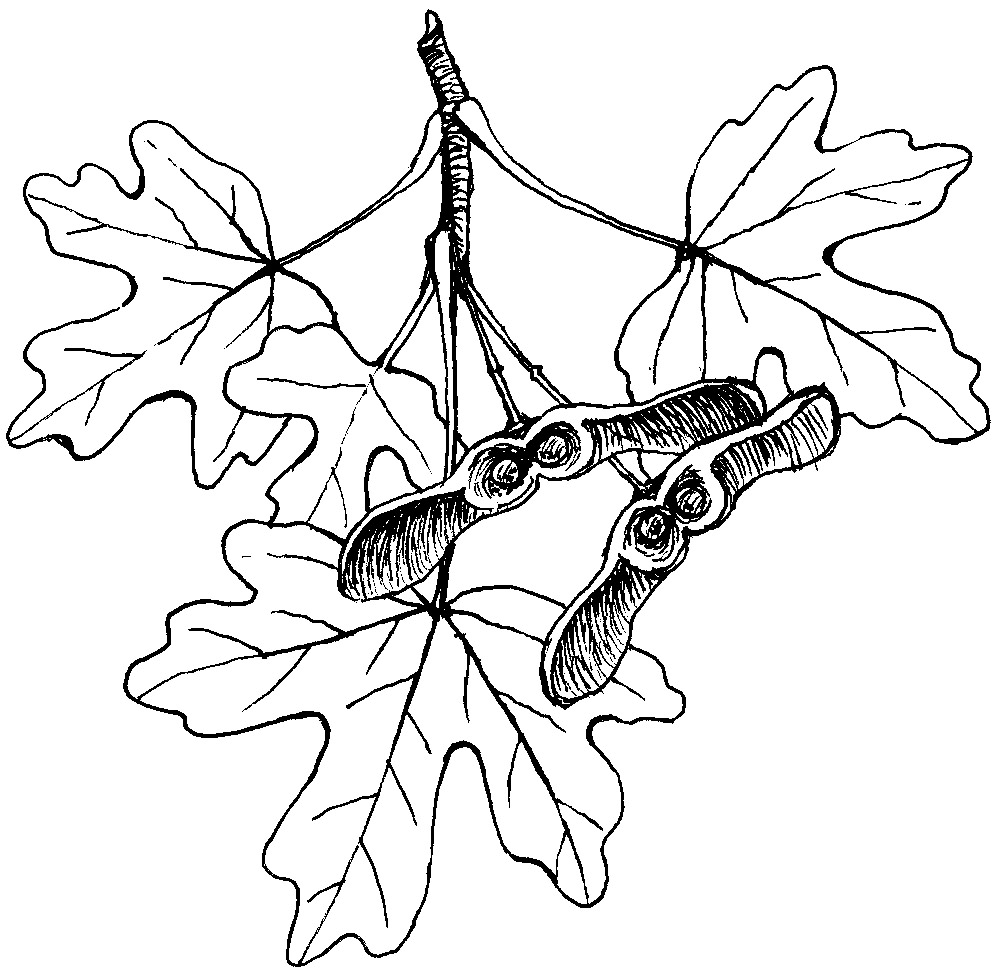 Javor babyka, perokresba: Eva Göndorová, Zoo Praha