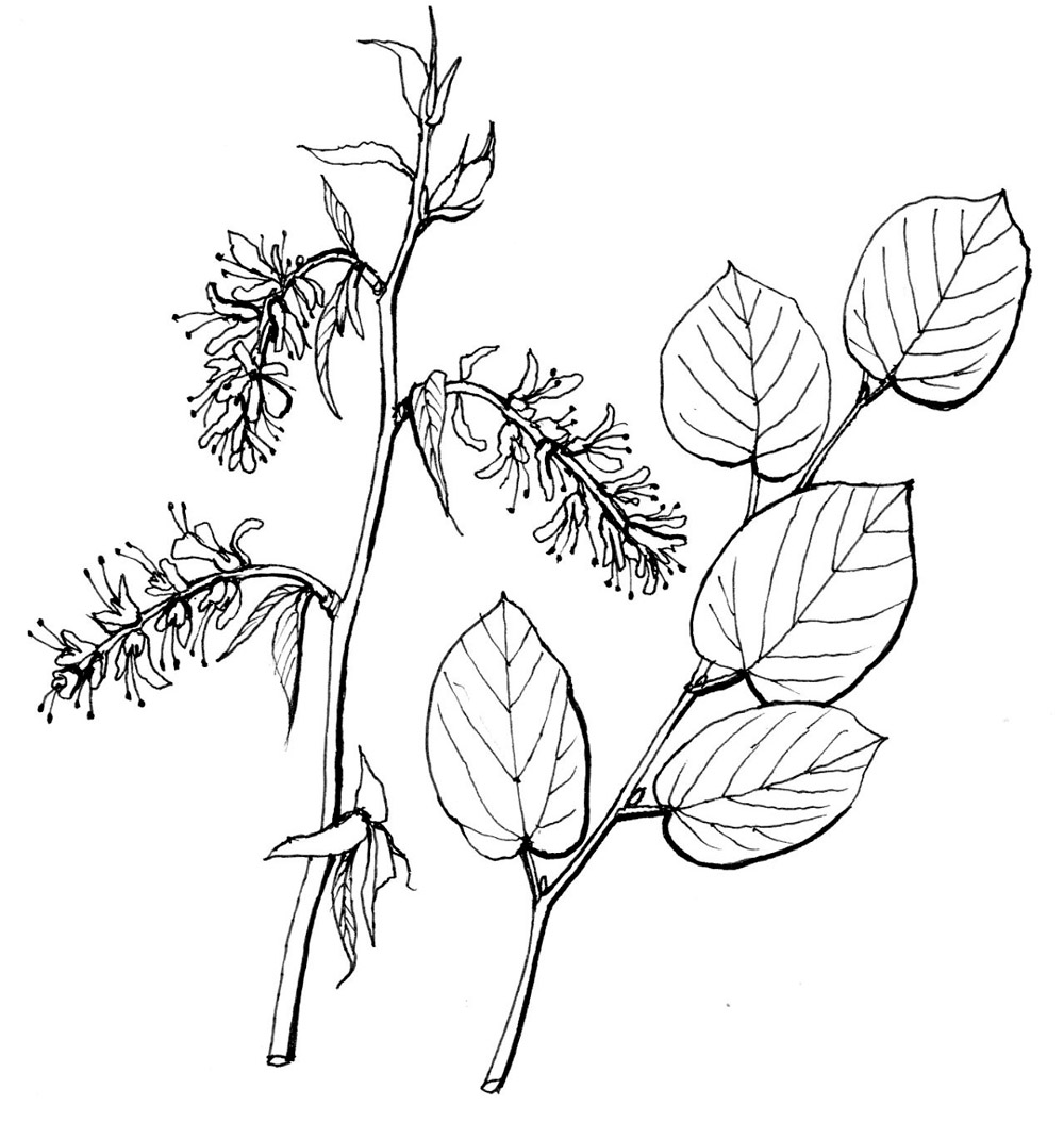 Lískovníček, perokresba: Eva Göndorová, Zoo Praha