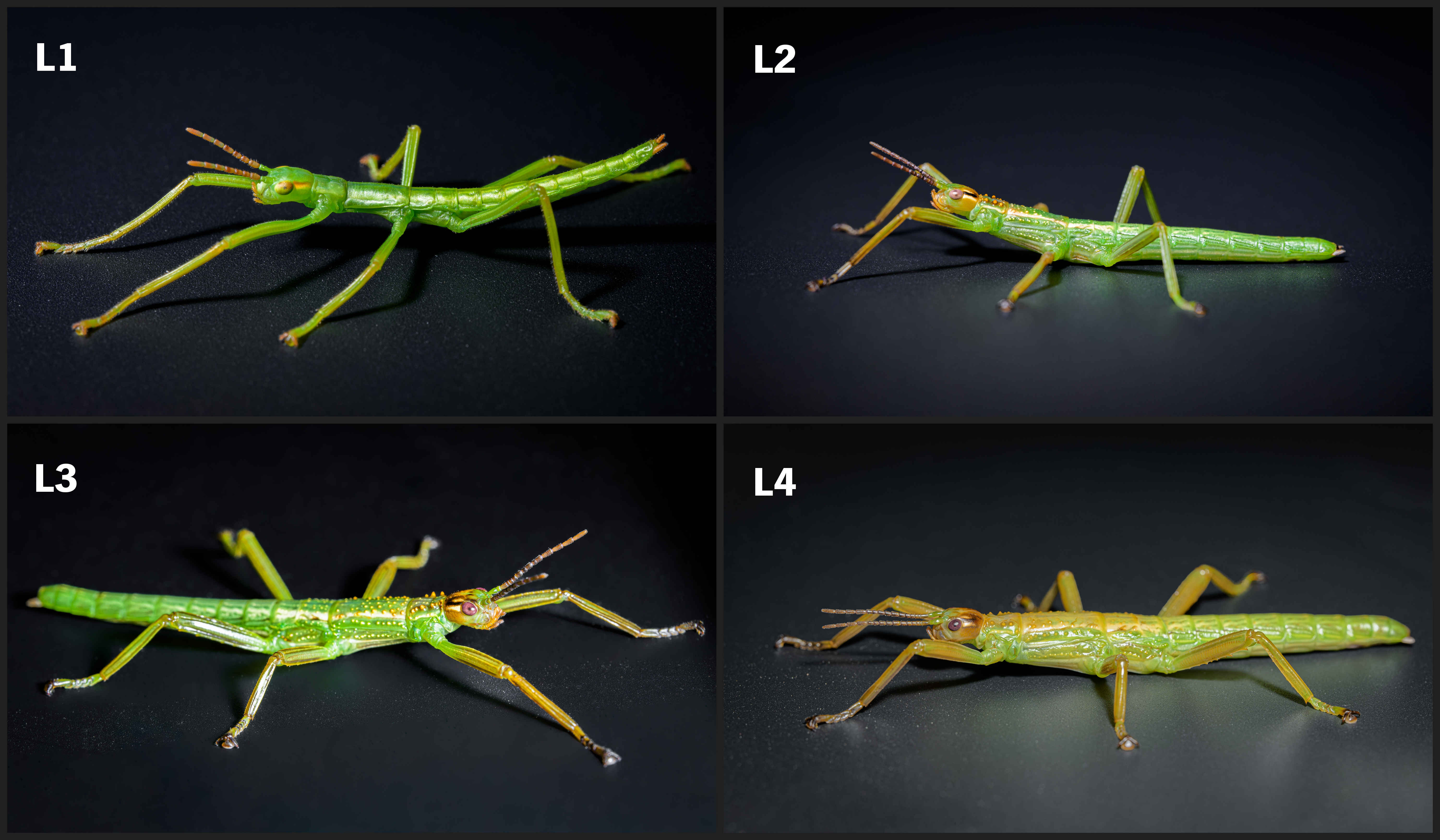 Nymphs of the first four instars (L1–L4), hatched in Ball’s Pyramid exhibit at Prague Zoo. Photo: Petr Hamerník, Zoo Praha