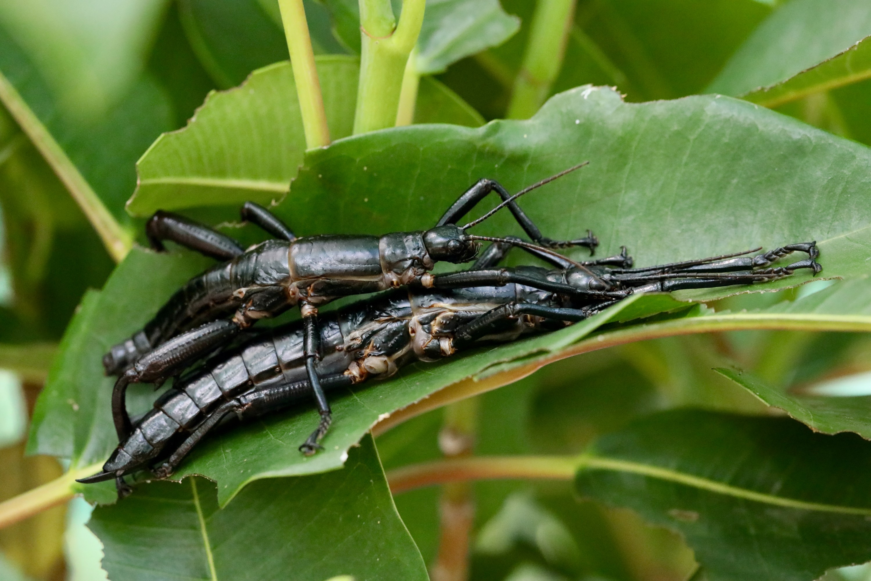 Strašilka humří (Dryococelus australis). Foto: Rohan Cleave Zoo's Victoria