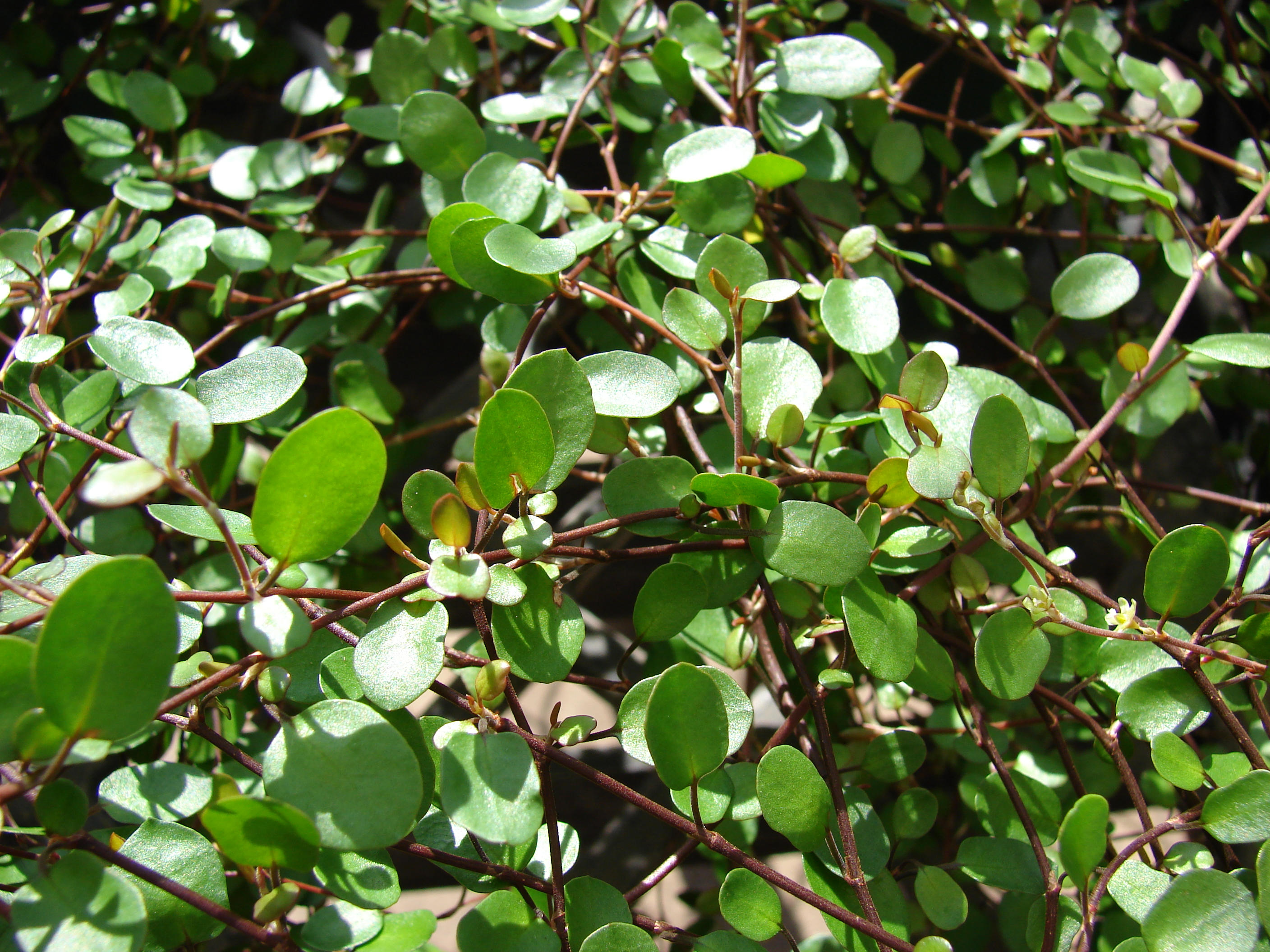 Mulenbekie (Muehlenbeckia complexa). Foto: Forest & Kim Starr (CC BY 3.0)