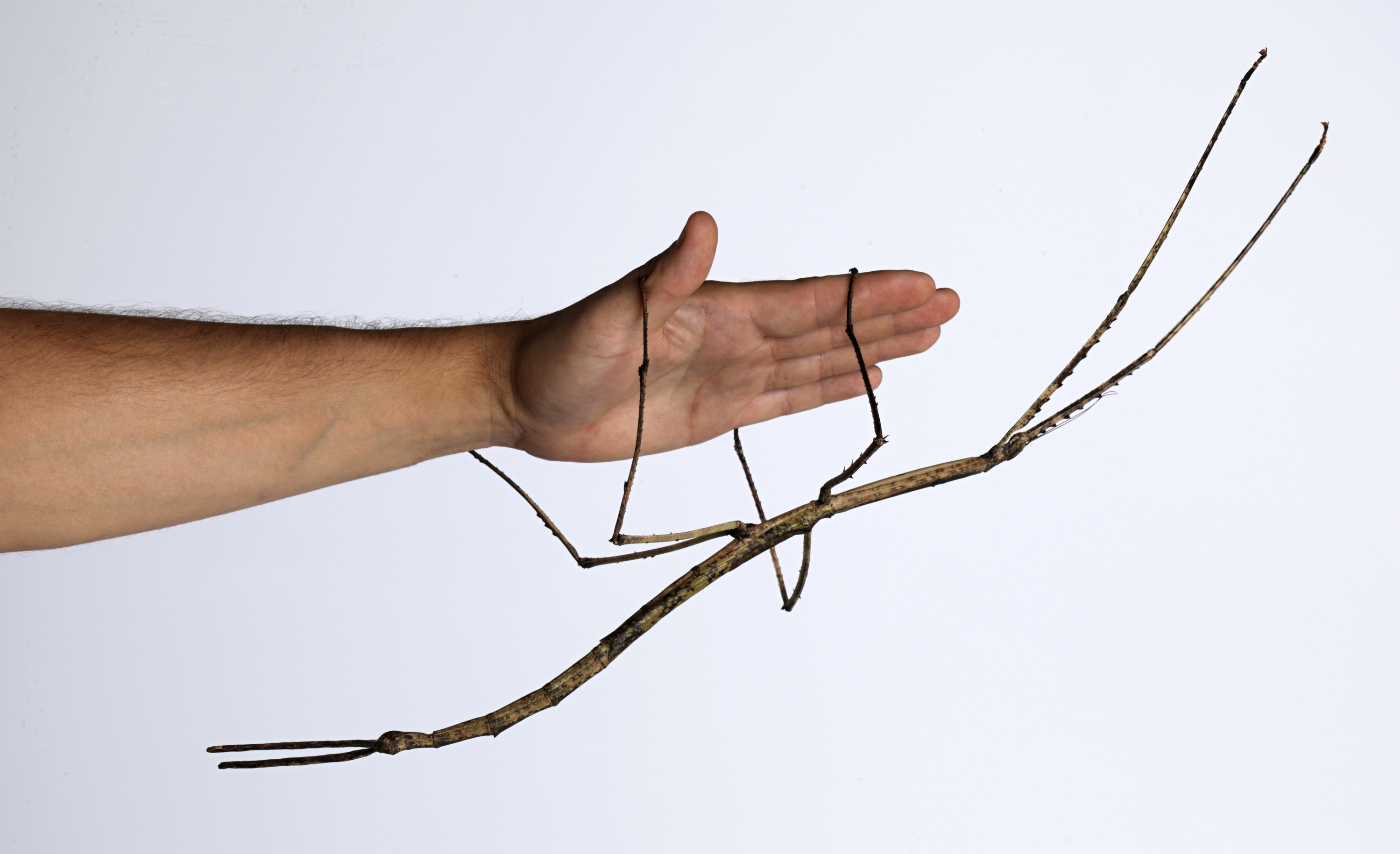 Apart from the Phobaeticus stick insects from Asia, one of the longest species is the gargantuan stick insect (Ctenomorpha gargantua) from Australia. Here, an adult female, with a total length of 56.5 cm.  Photo: Museum Victoria, Melbourne