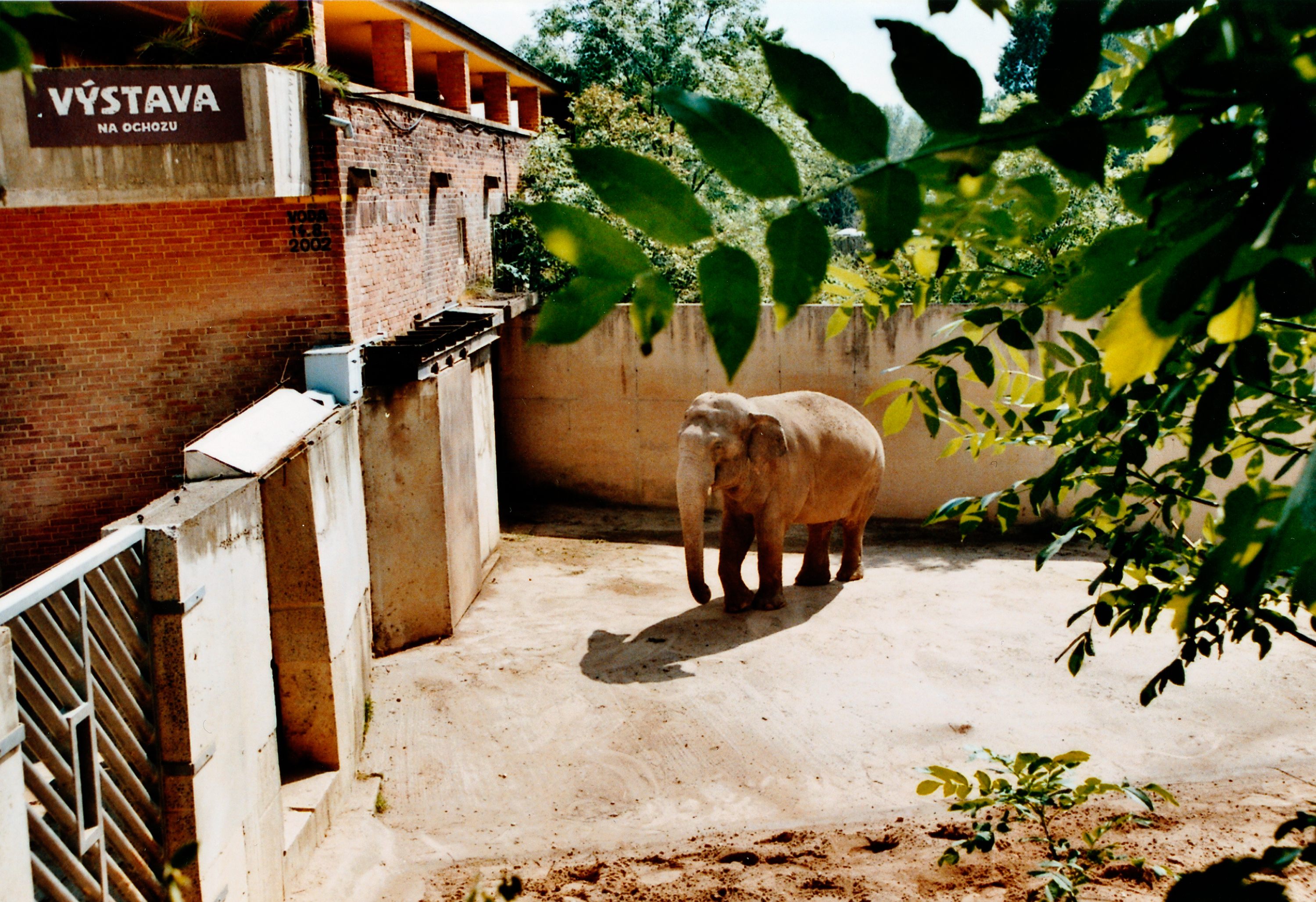 Výběh sloního samce. Foto: Pavel Seitz