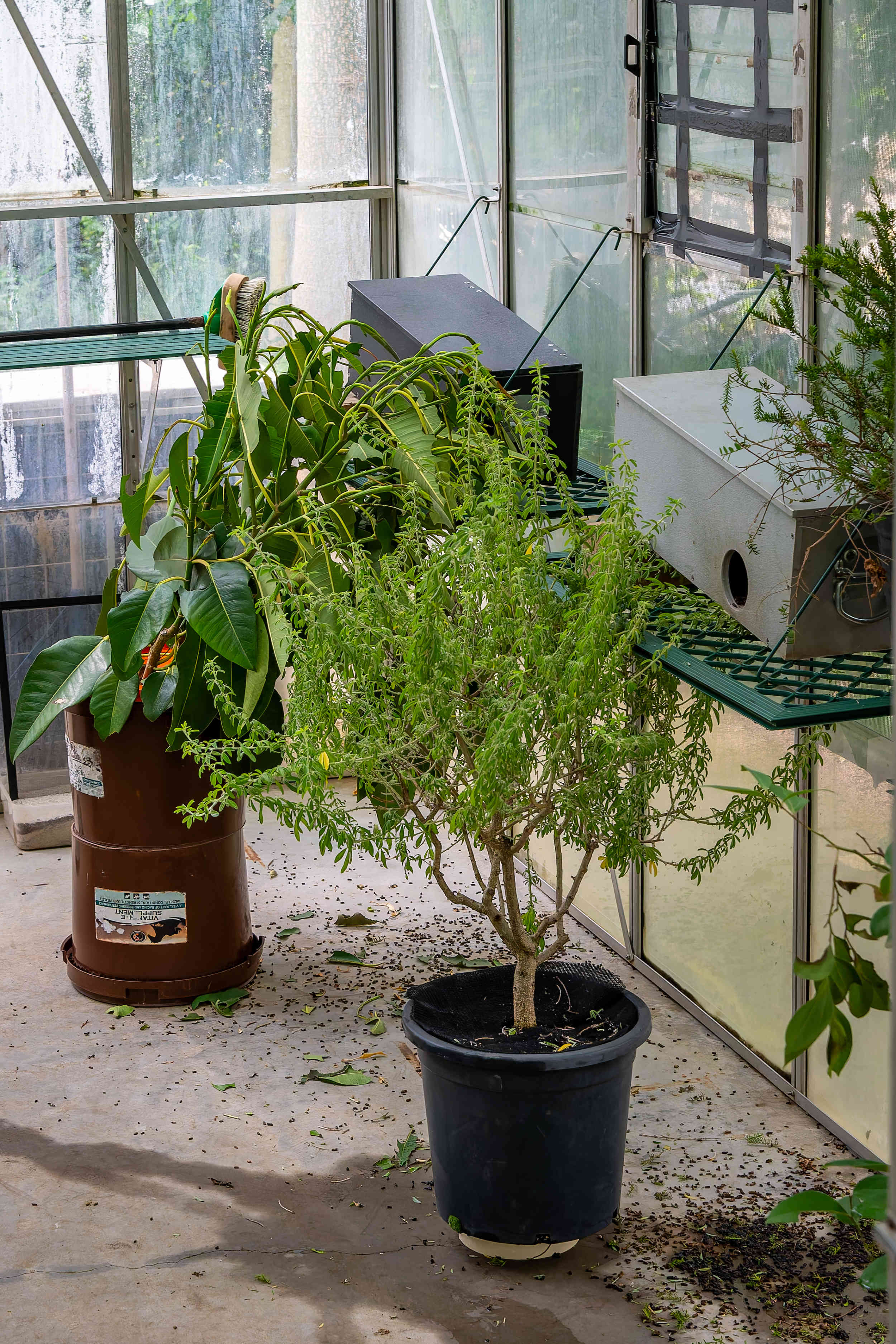 Předkládání různých druhů krmných rostlin strašilkám humří ve skleníku zoologické zahrady v Melbourne. Foto: Jaroslav Šimek, Zoo Praha