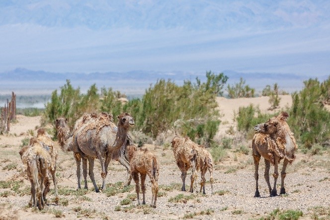 Velbloud divoký je samostatným druhem, který od předků domácího velblouda dvouhrbého dělí 700 tisíc let vývoje. Liší se od něj na první pohled – má například štíhlejší končetiny nebo menší a špičatější hrby. Foto: Miroslav Bobek