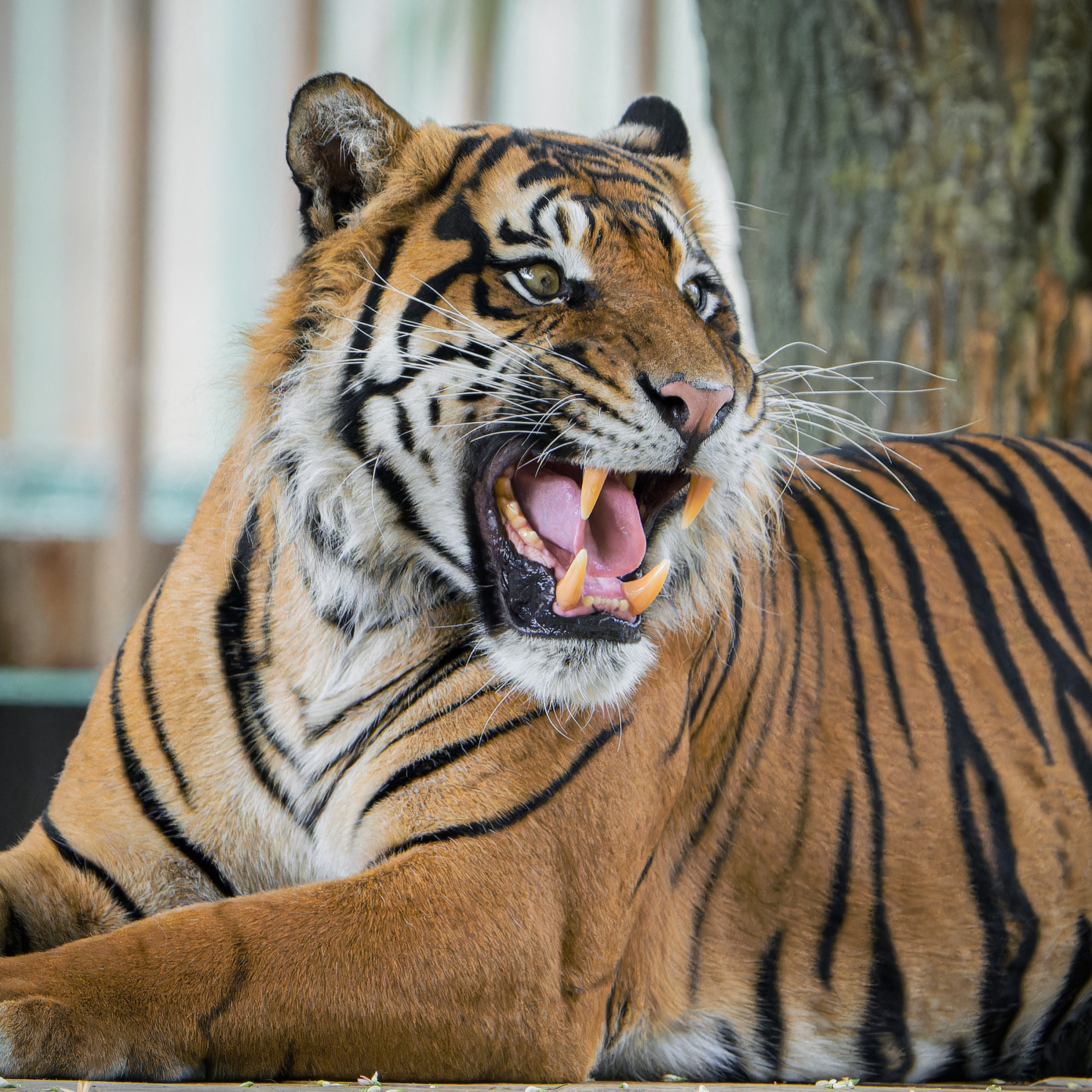 Ахиллес все еще привыкает к новой обстановке. Его адаптация происходит медленно, но спокойно. Фото: Петр Гамерник, Пражский зоопарк