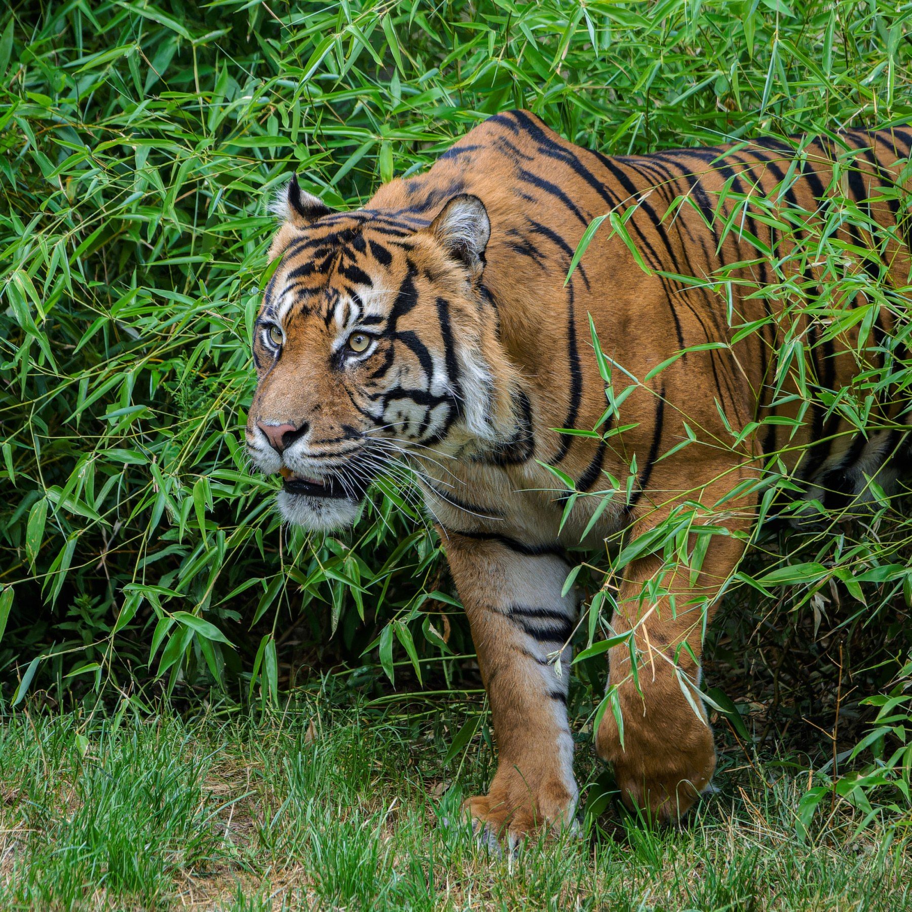 Суматранский тигр Ахиллес любит исследовать растительность в вольере, а еще ему нравятся приподнятая деревянная лежанка, с которой он хорошо видит окрестности. Фото: Петр Гамерник, Пражский зоопарк