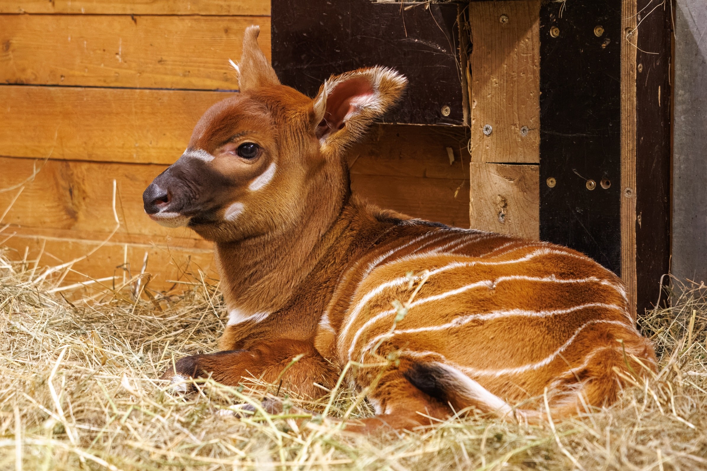 Детеныши рождаются того же окраса, что и их родители. Длинные спирально закрученные рога вырастут позже. Фото: Мирослав Бобек, Пражский зоопарк