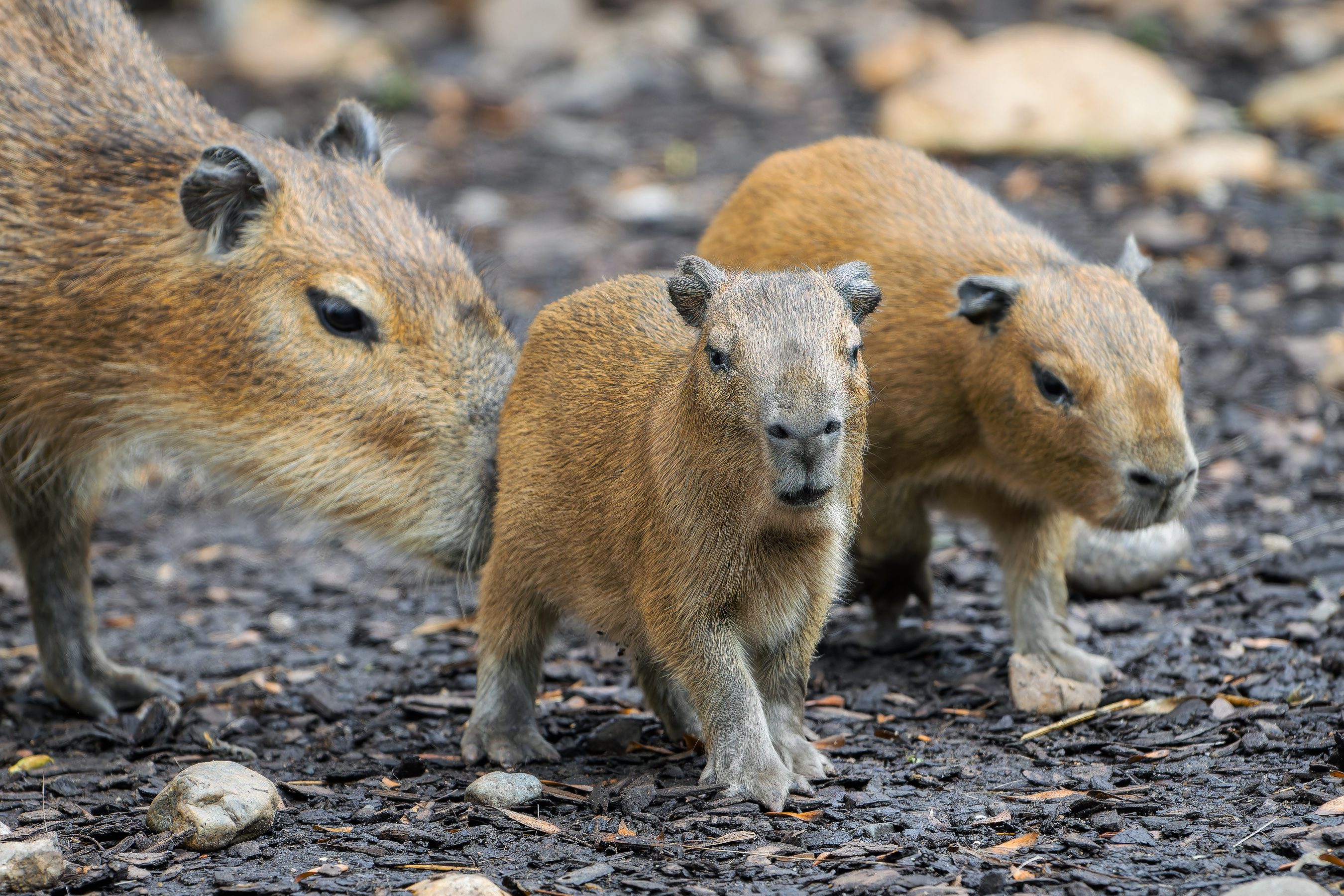 Однодневные малыши капибары в Пражском зоопарке. Фото: Петр Гамерник, Пражский зоопарк