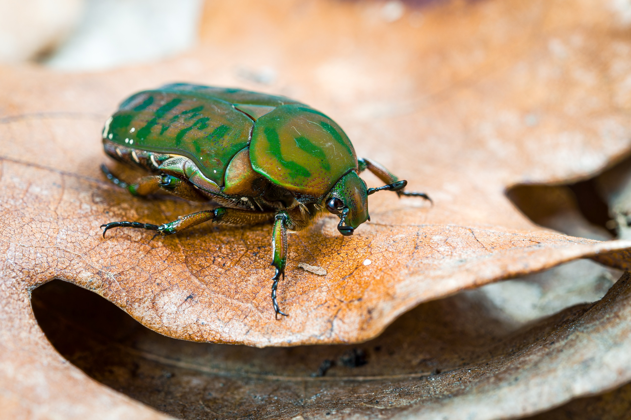 Zlatohlávek „krátkohlavý“ (Anelaphinis breviceps). Foto: Petr Hamerník, Zoo Praha