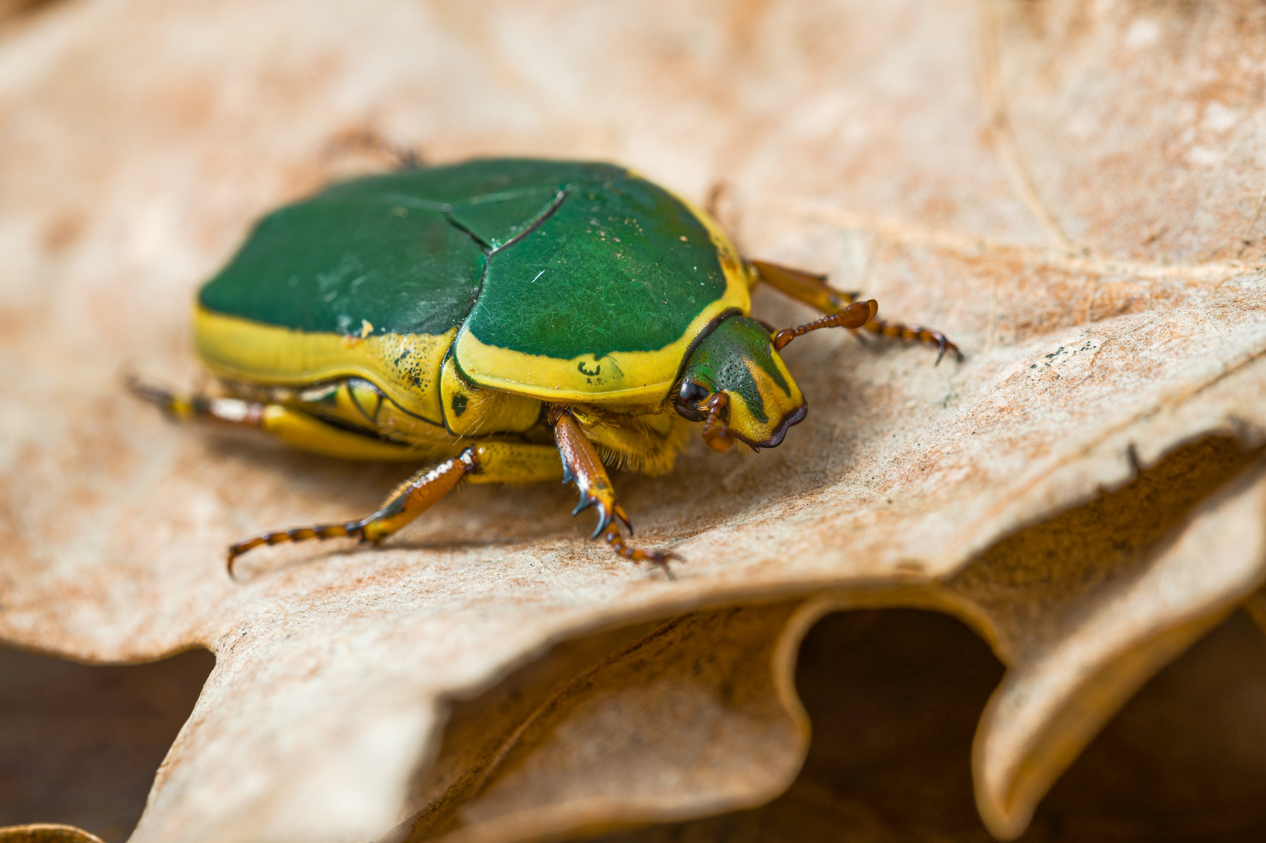 Zlatohlávek zelený (Pachnoda vossi). Foto: Petr Hamerník, Zoo Praha
